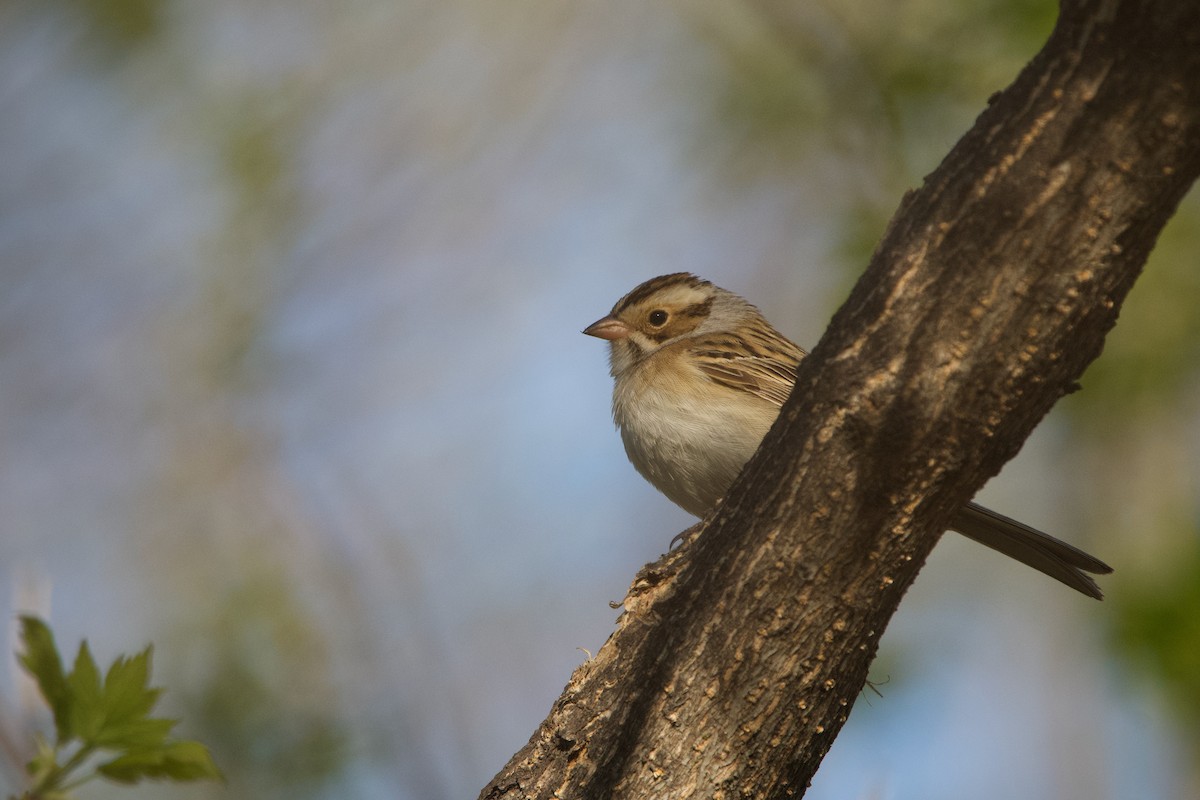 Clay-colored Sparrow - Kirstyn Eckhardt
