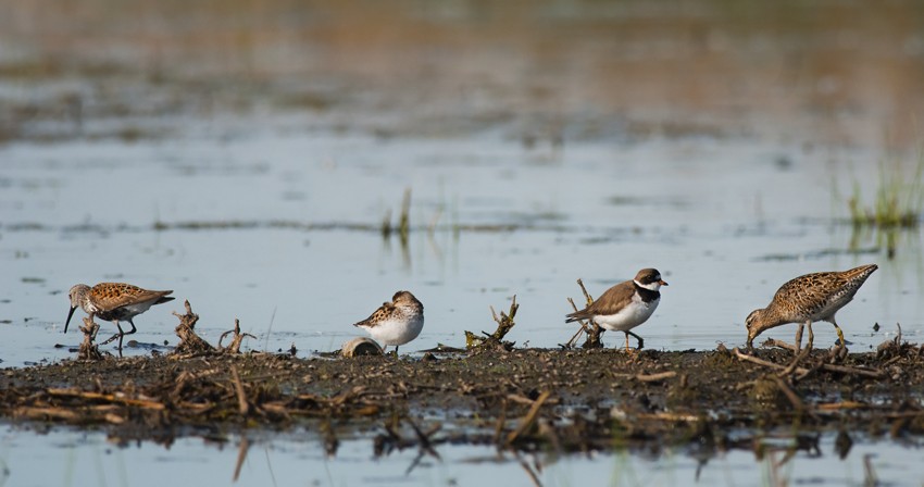 Semipalmated Plover - ML33787461