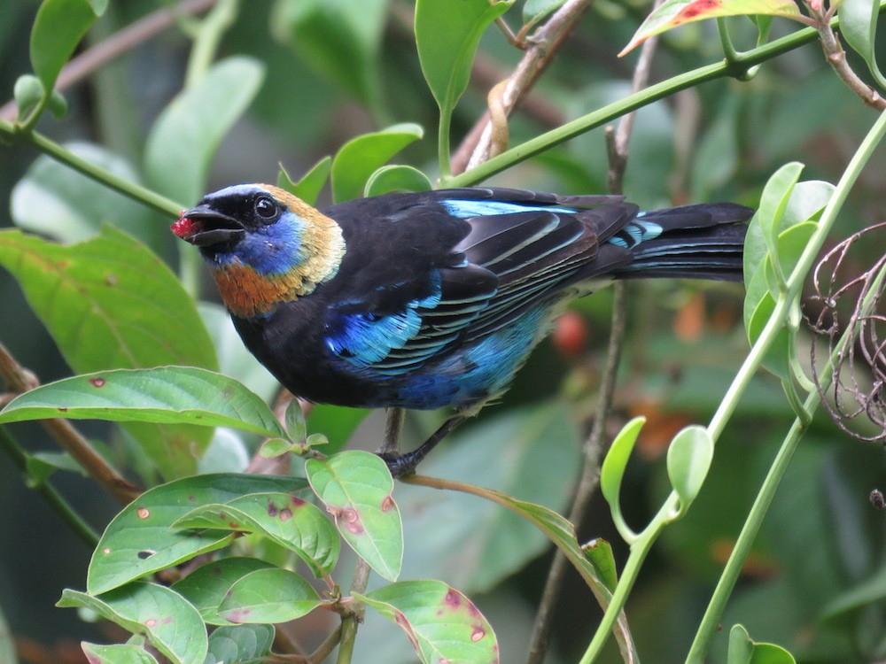 Golden-hooded Tanager - Seth Inman