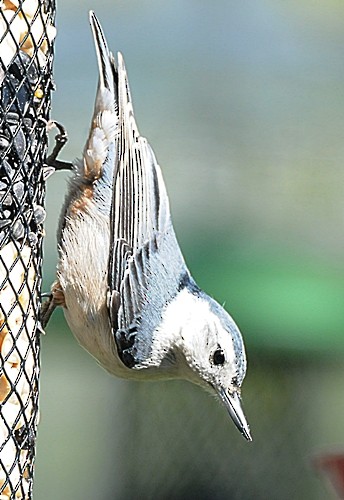 White-breasted Nuthatch - ML337877701
