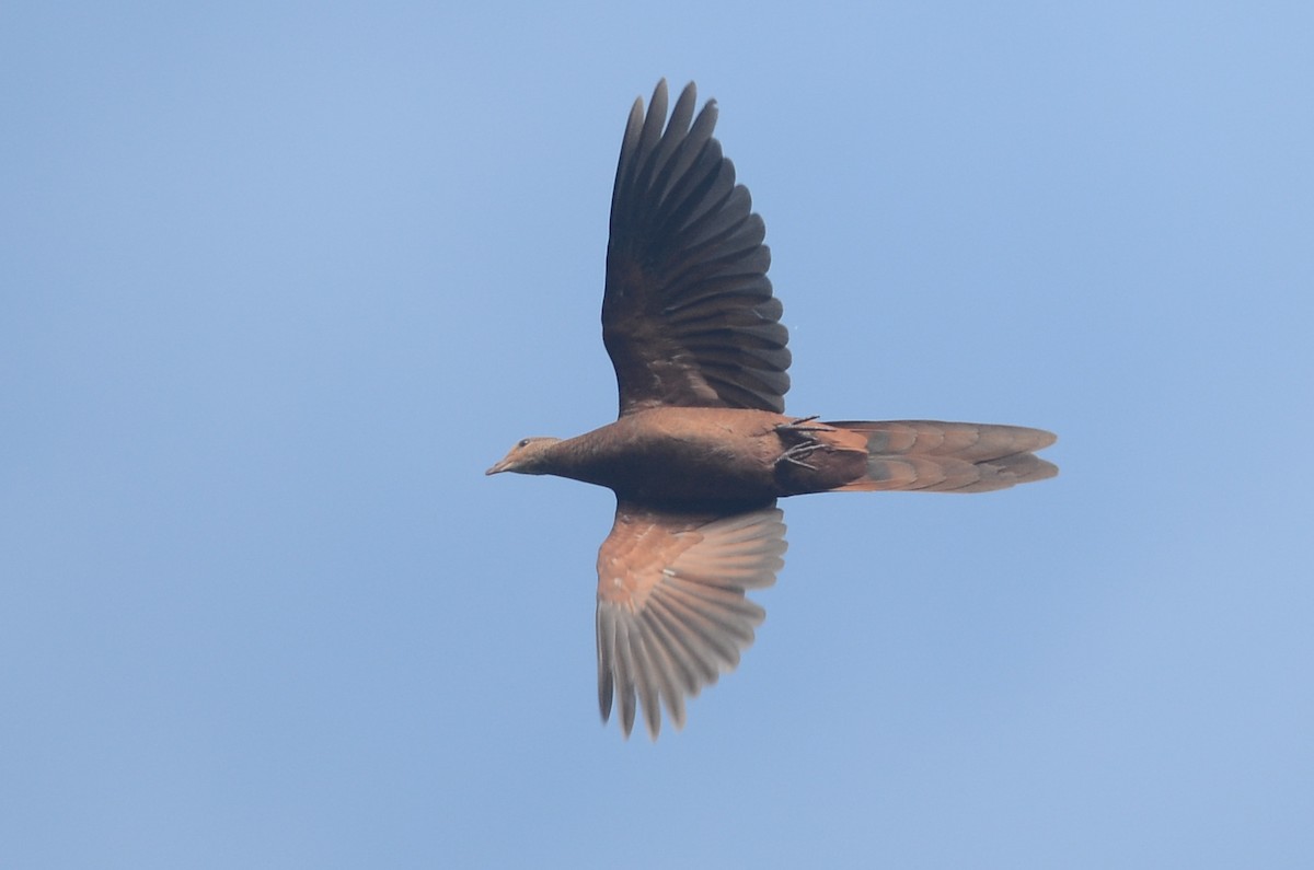 Philippine Cuckoo-Dove - ML33787871