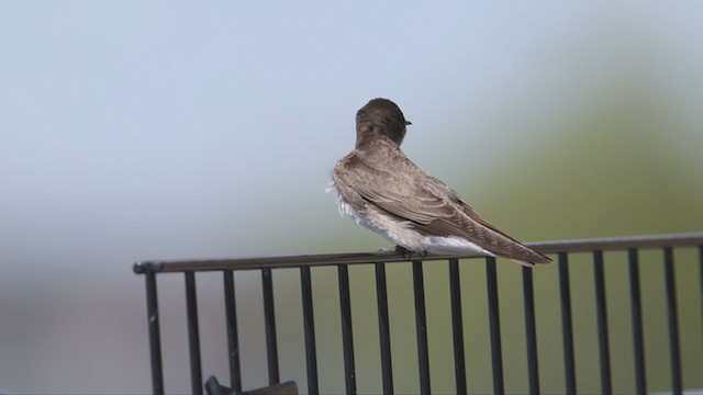 Northern Rough-winged Swallow - ML337878821