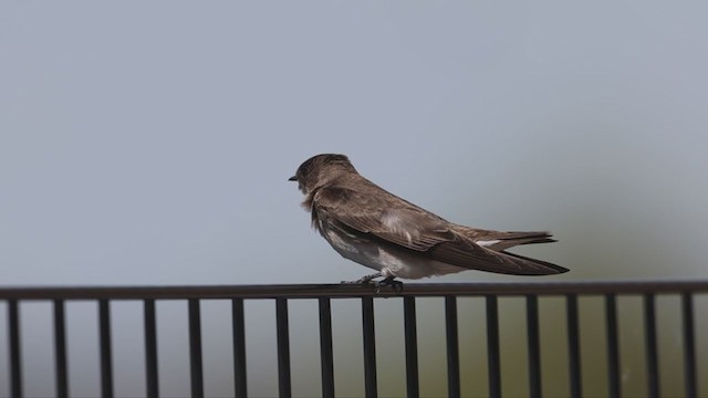 Northern Rough-winged Swallow - ML337879431