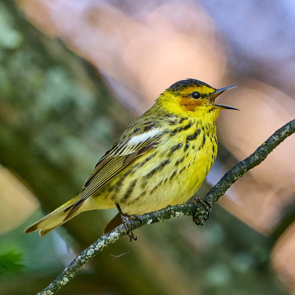 Cape May Warbler - ML337879561