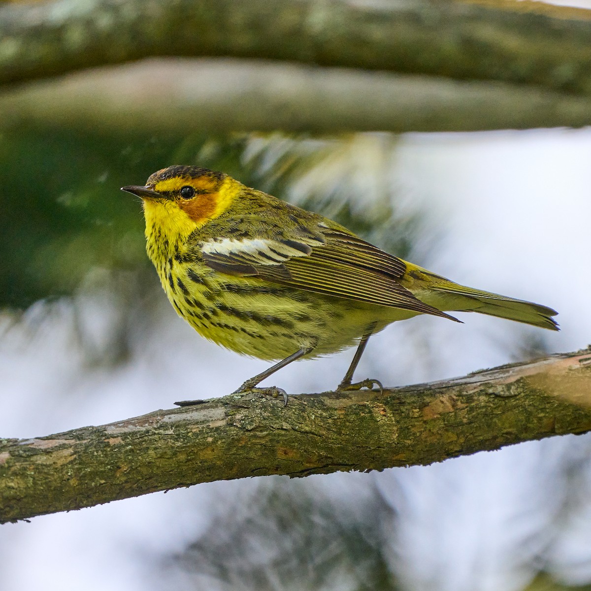 Cape May Warbler - ML337879641