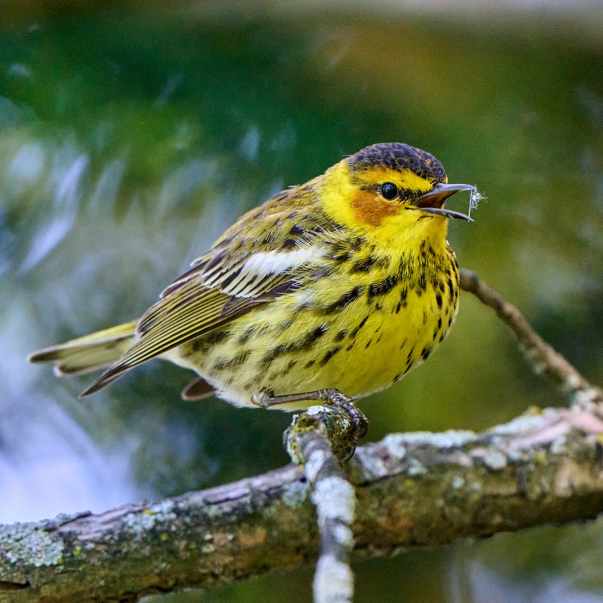 Cape May Warbler - ML337879651