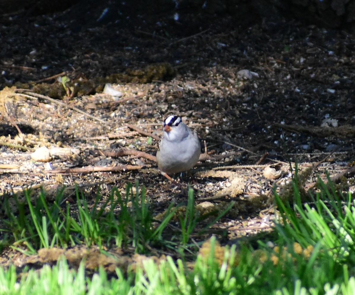White-crowned Sparrow - ML337881071