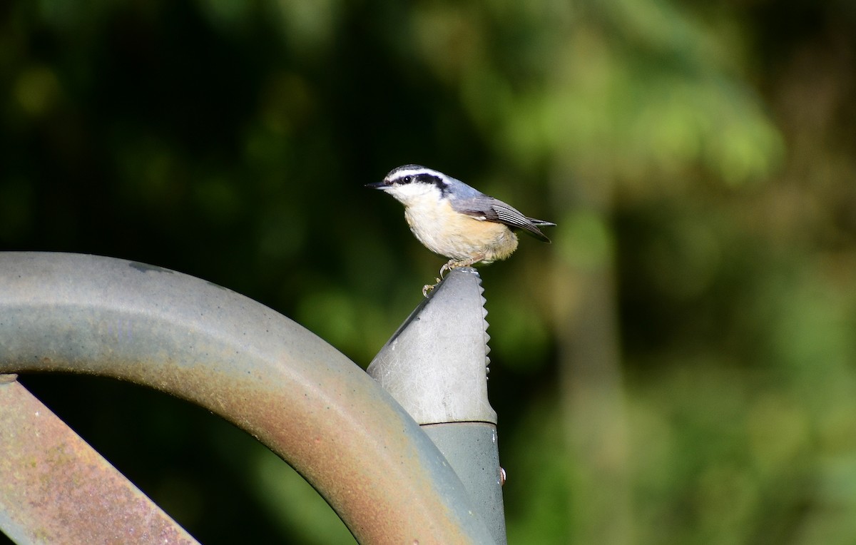 Red-breasted Nuthatch - ML337881381
