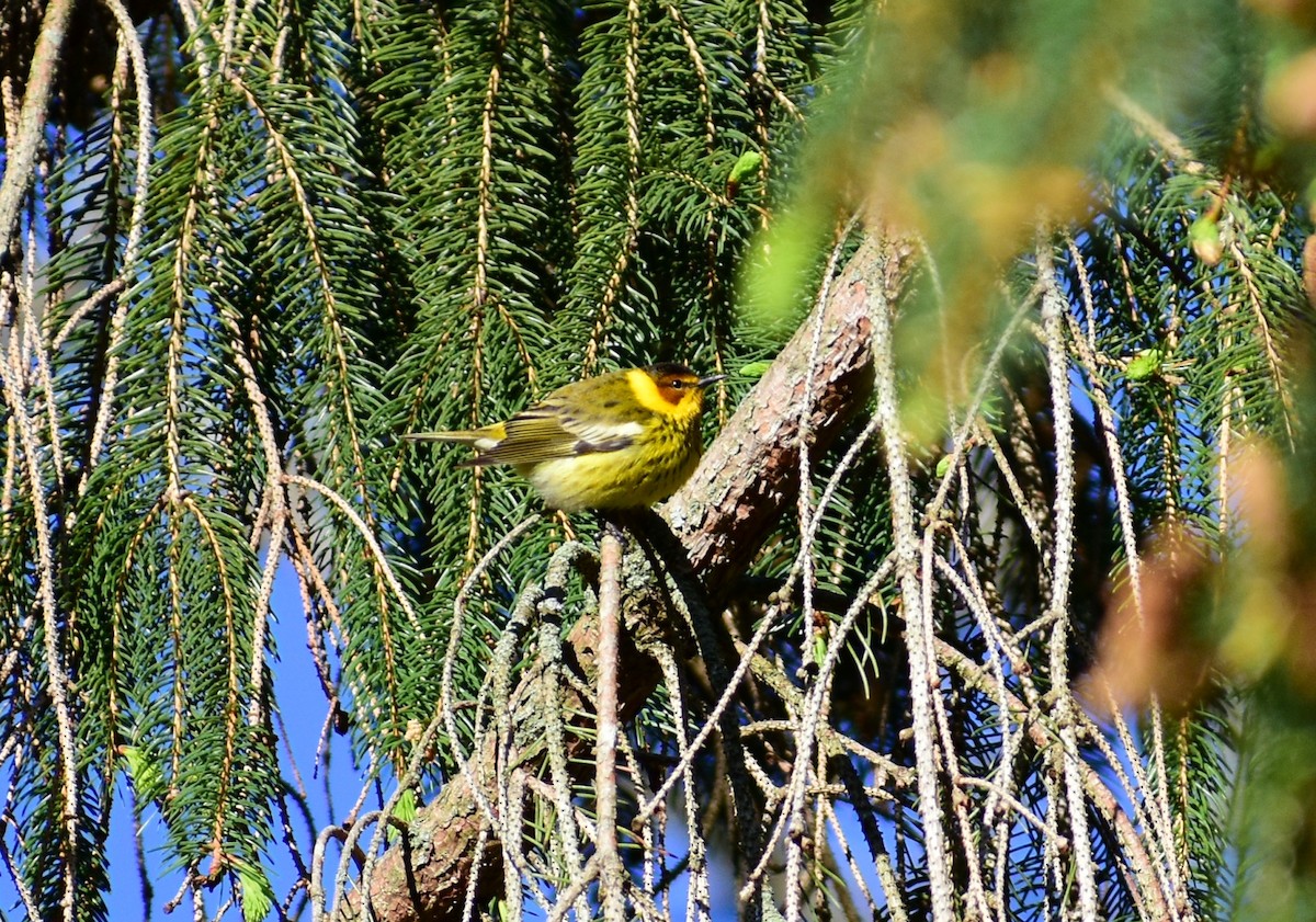 Cape May Warbler - ML337881731