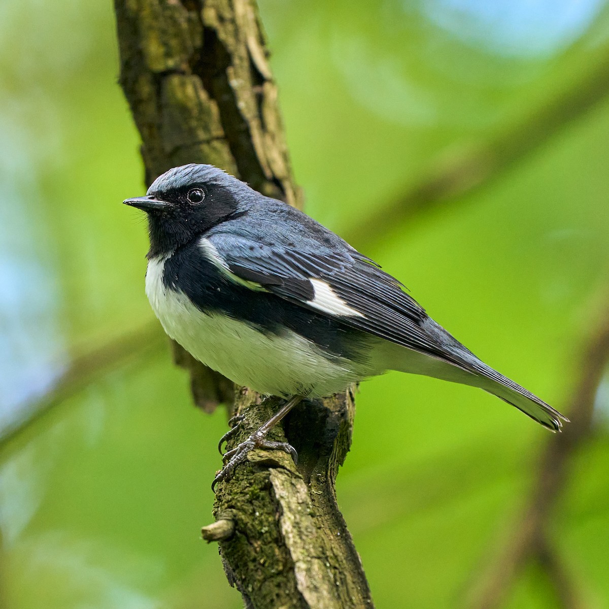 Black-throated Blue Warbler - Brennan Moore