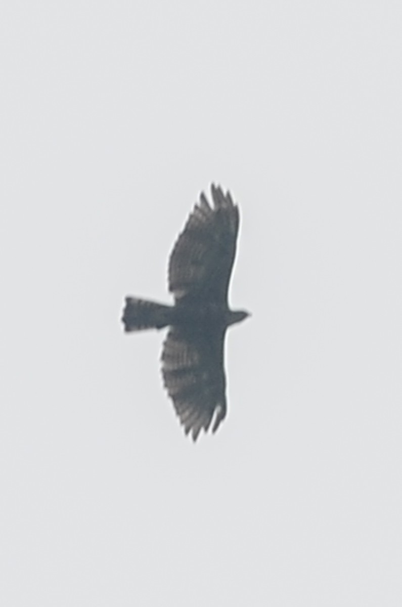 Philippine Hawk-Eagle - ML33788361