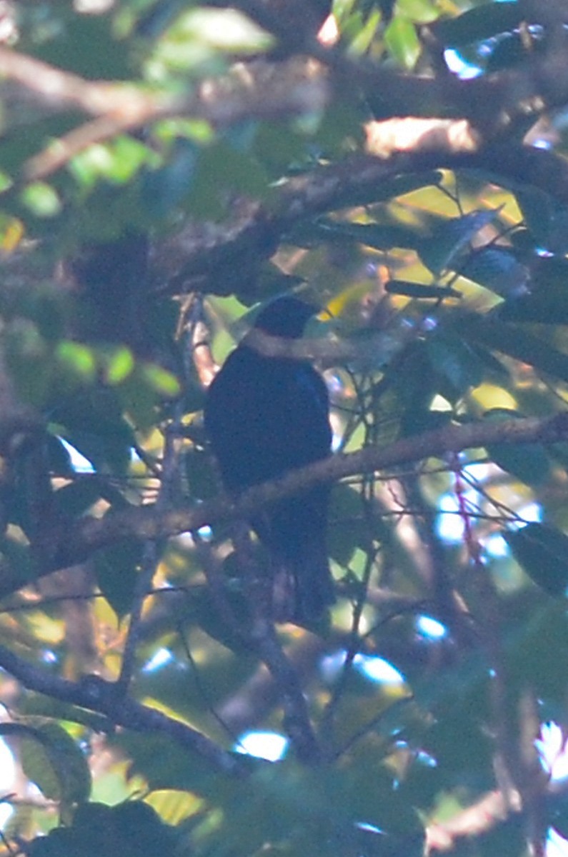 Philippine Fairy-bluebird - ML33788631