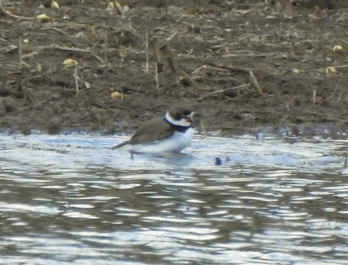Semipalmated Plover - ML337886311
