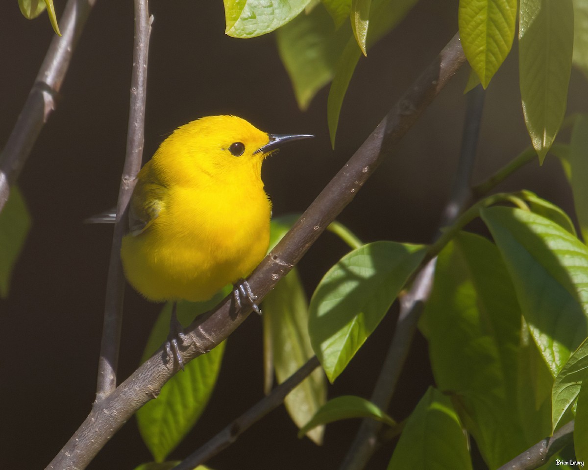 Prothonotary Warbler - ML337892661