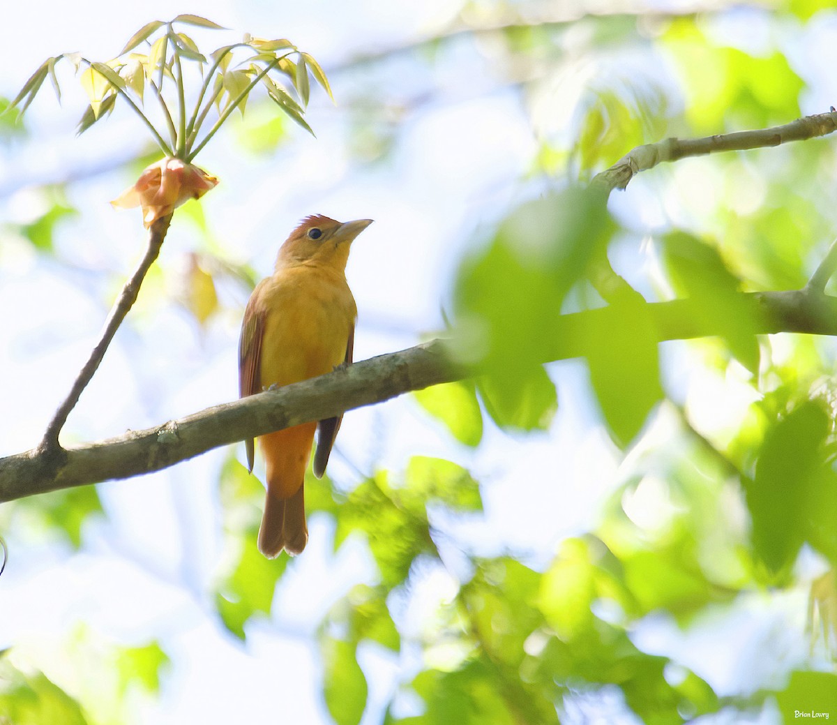 Summer Tanager - Brian Lowry