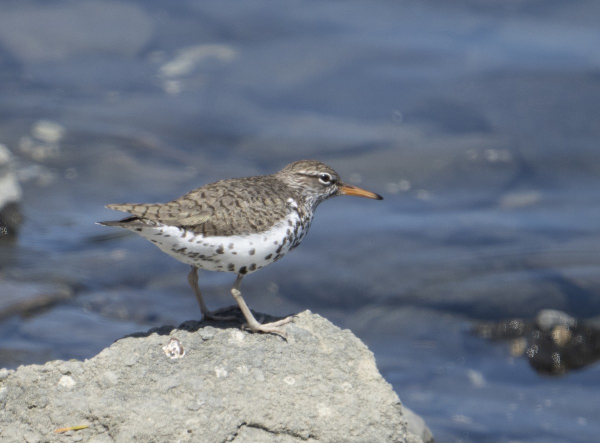 Spotted Sandpiper - Mike Wheeler