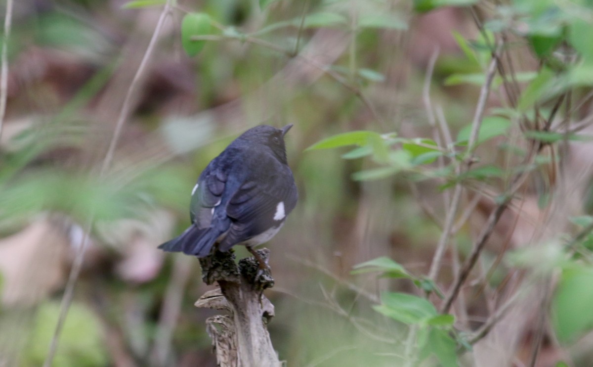 Black-throated Blue Warbler - ML337902241