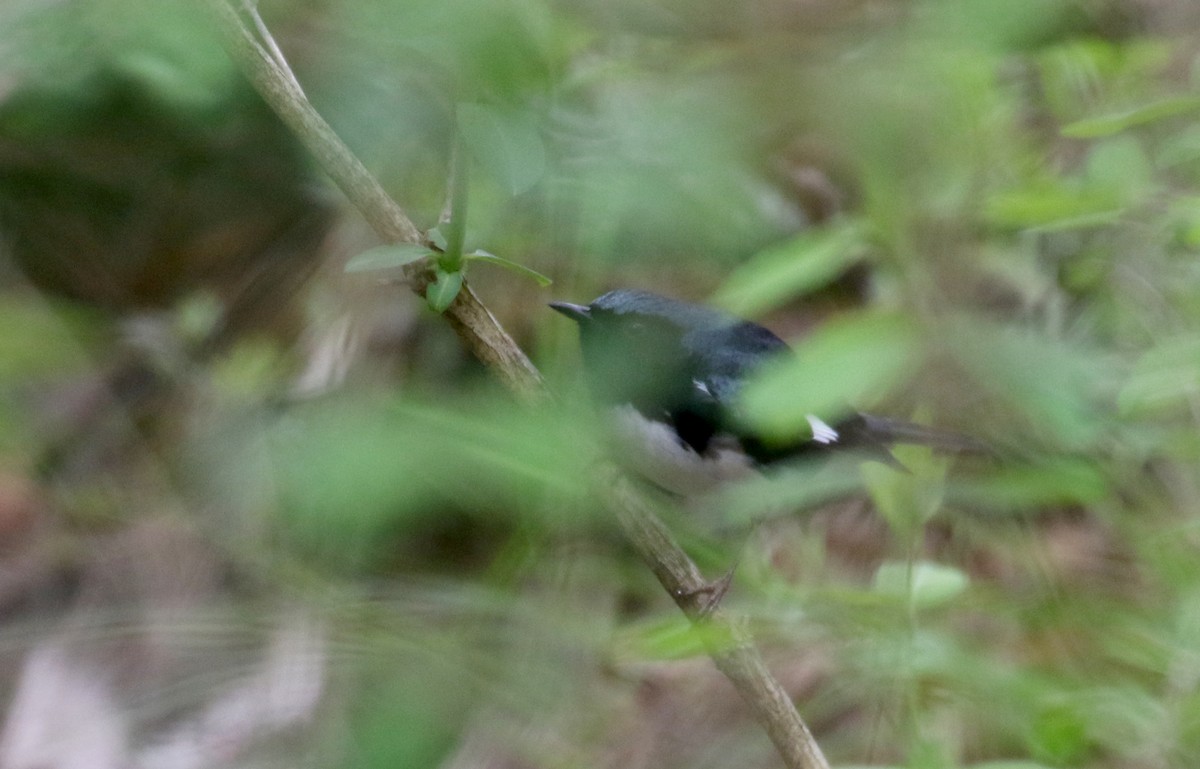 Black-throated Blue Warbler - Jay McGowan