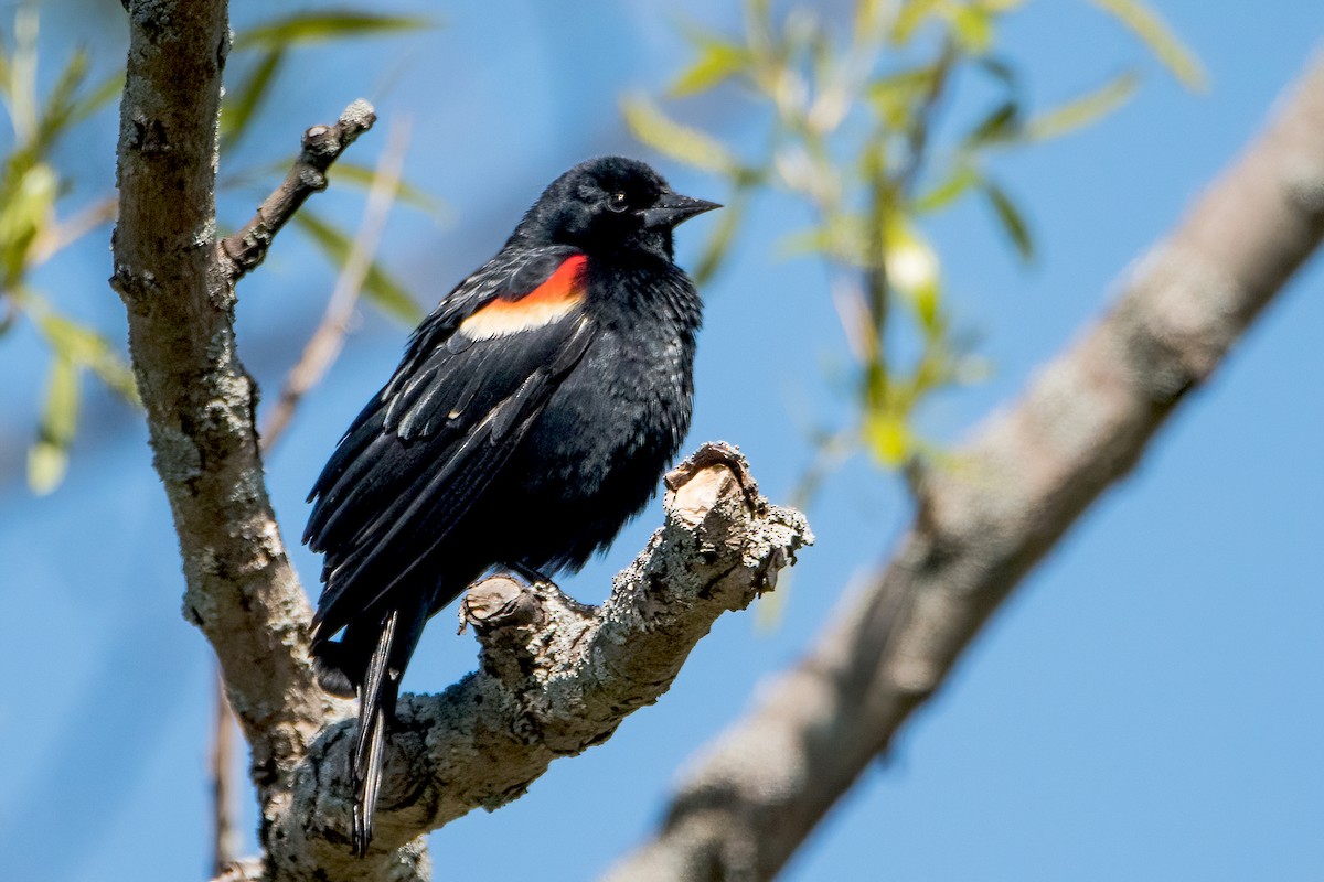Red-winged Blackbird - Sue Barth