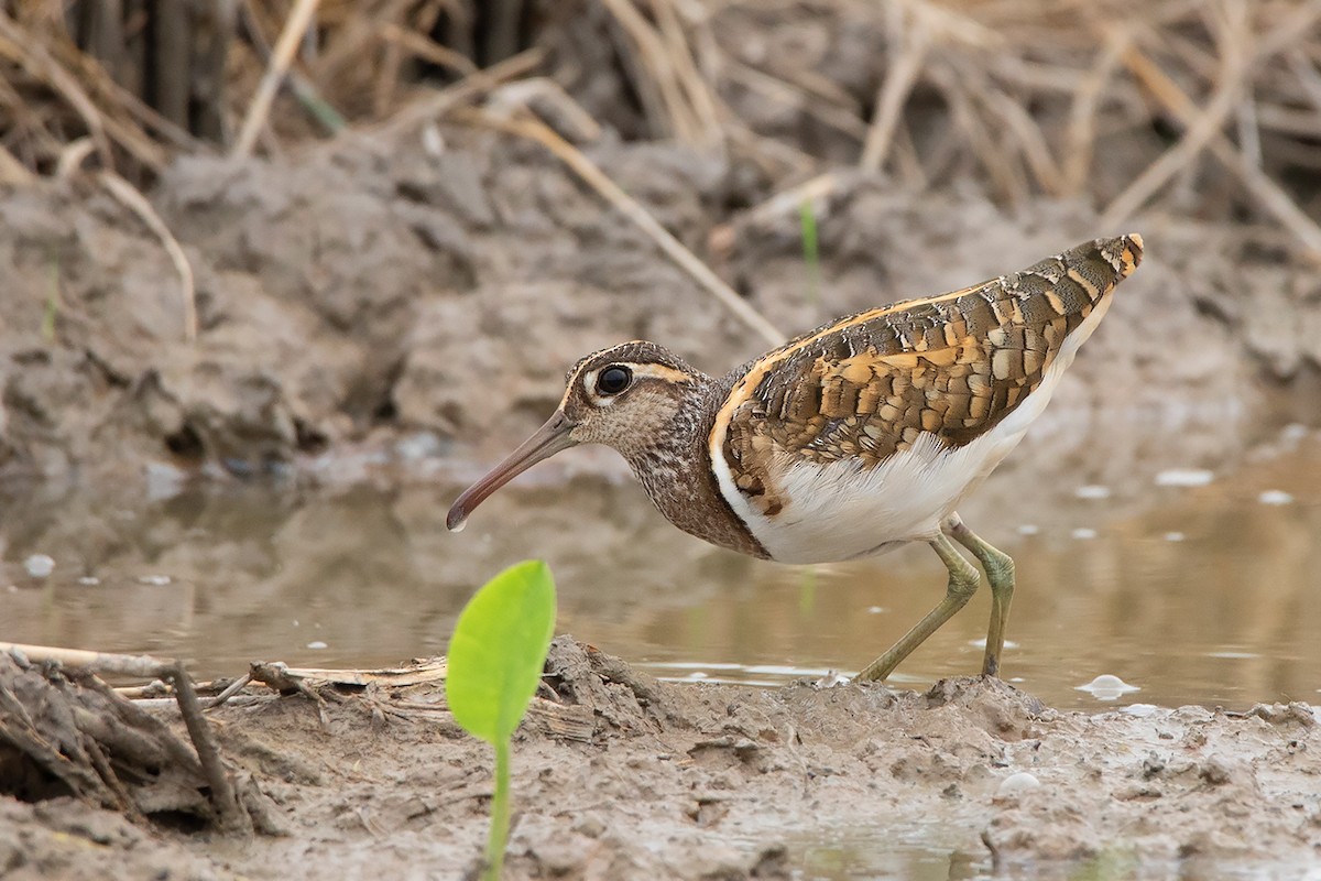 Greater Painted-Snipe - ML337904031