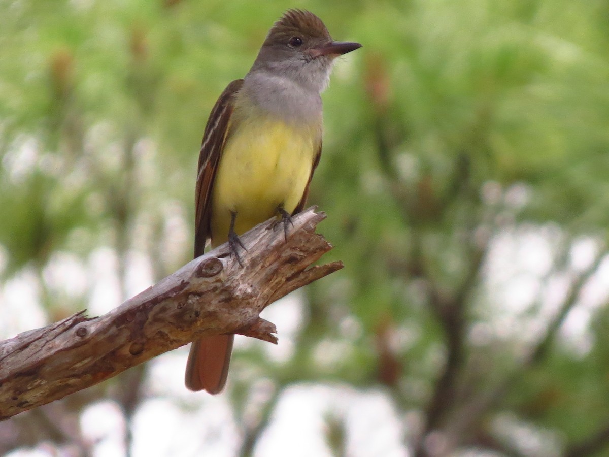 Great Crested Flycatcher - ML337906161