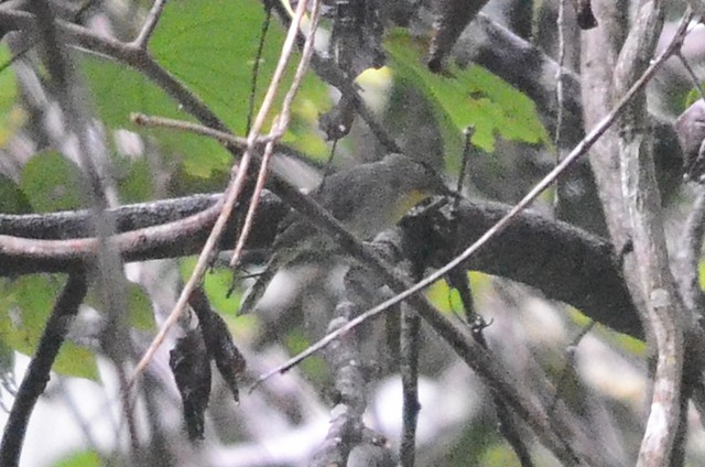 Black-crowned Babbler
