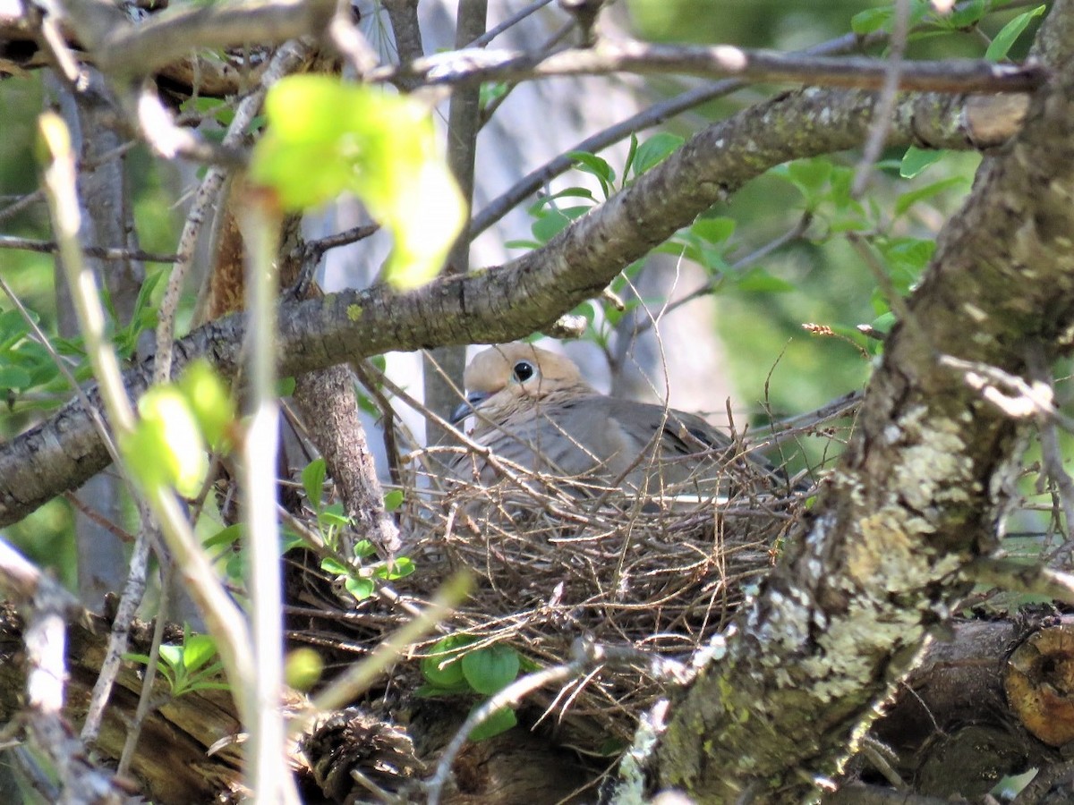 Mourning Dove - Stacy Robinson