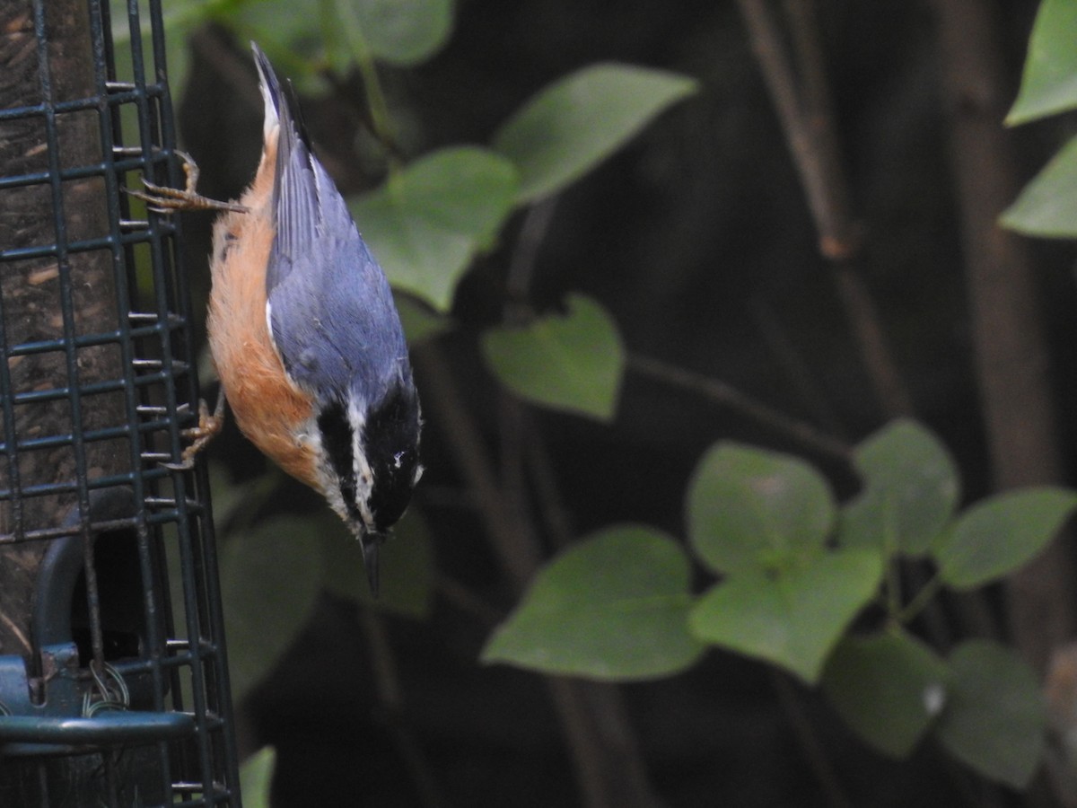 Red-breasted Nuthatch - ML33791221