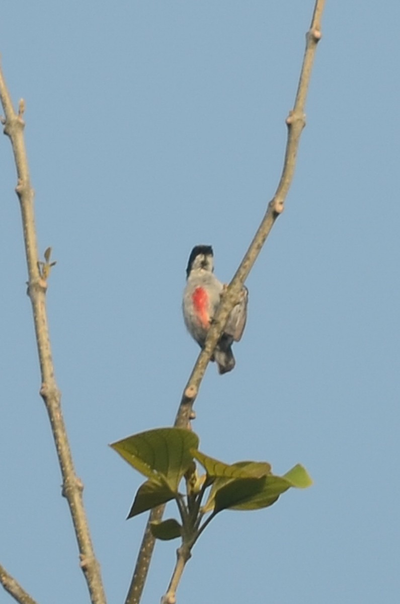 Red-keeled Flowerpecker - ML33791231