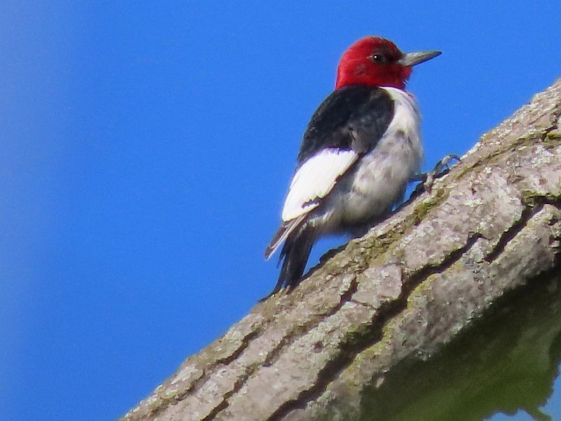 Red-headed Woodpecker - Tracy The Birder