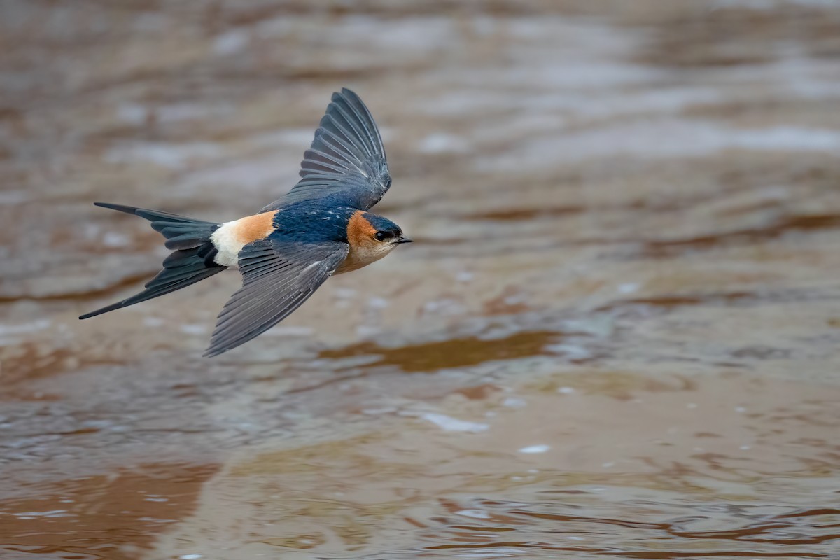 Red-rumped Swallow - ML337915761