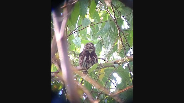 Costa Rican Pygmy-Owl - ML337918801