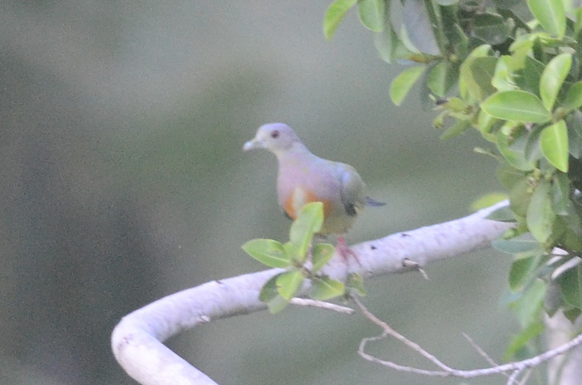 Pink-necked Green-Pigeon - ML33792021