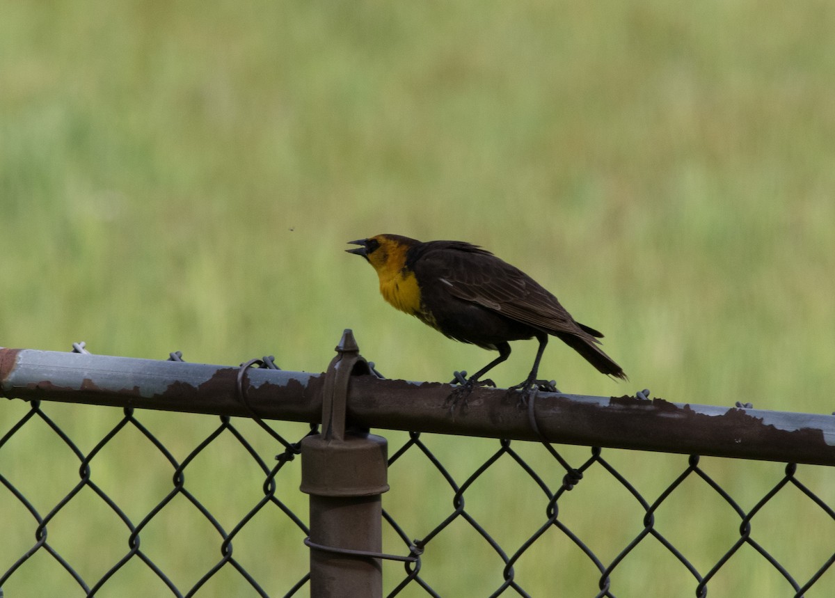 Yellow-headed Blackbird - ML337929261