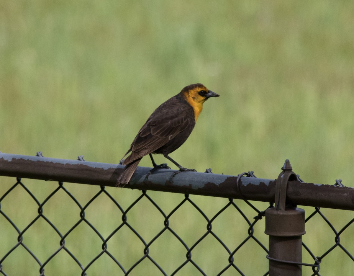 Yellow-headed Blackbird - Mike Fialkovich
