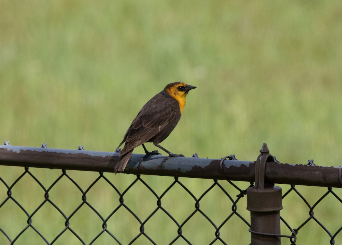 Yellow-headed Blackbird - ML337929291
