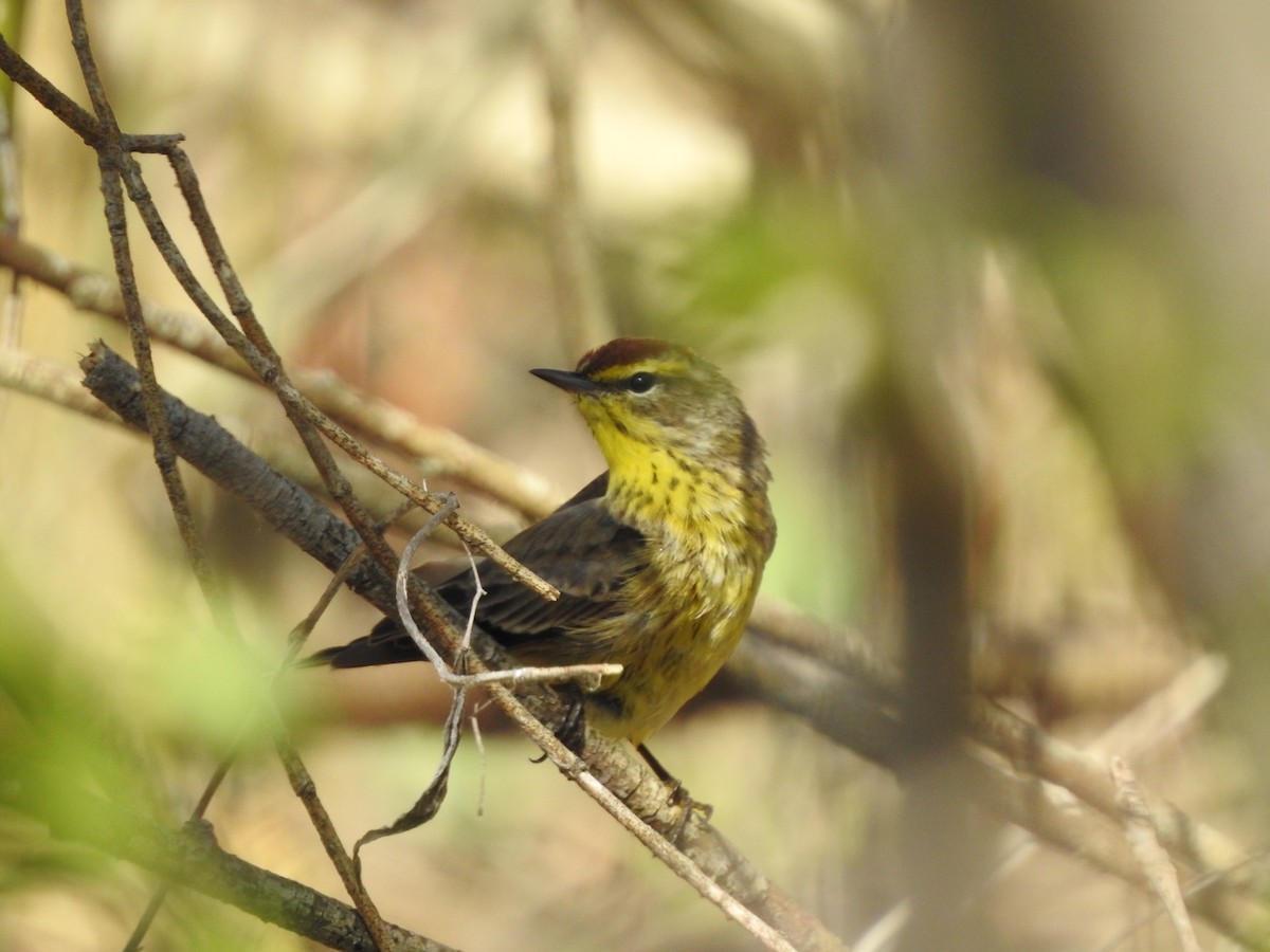 Palm Warbler - Connor Smith