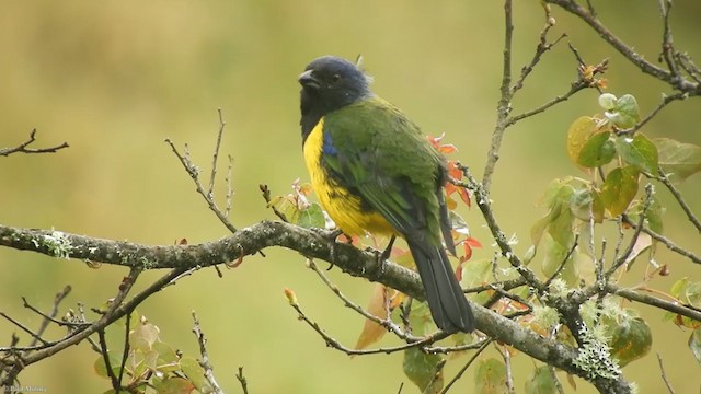 Black-chested Mountain Tanager - ML337936041