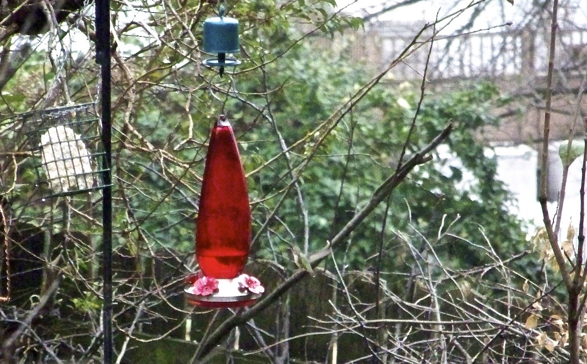 Calliope Hummingbird - ML33793911
