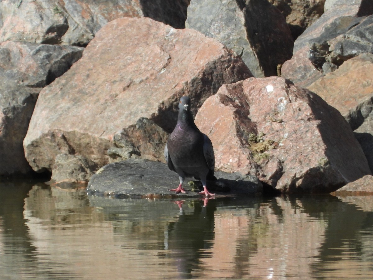 Rock Pigeon (Feral Pigeon) - ML337940381
