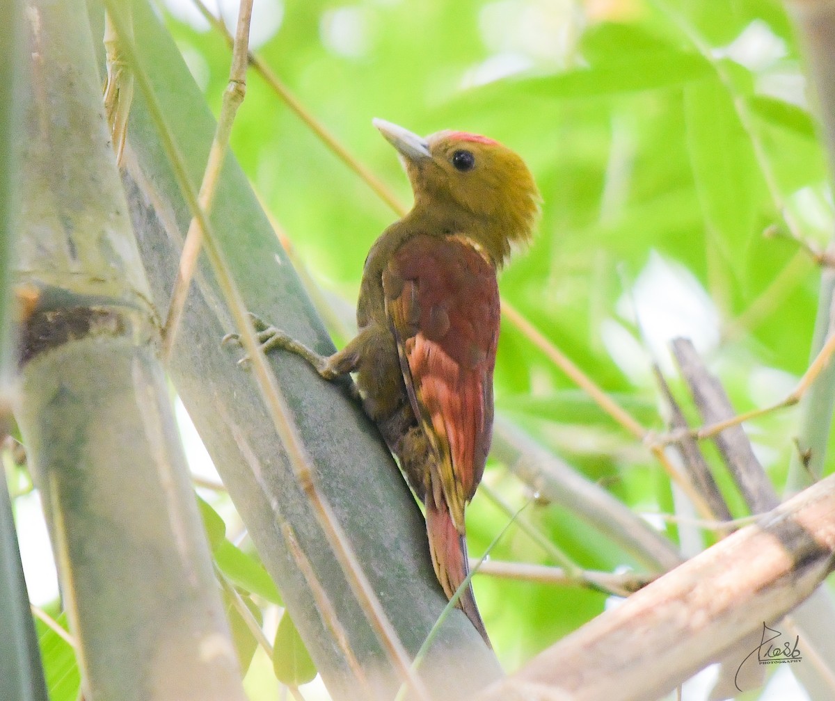 Pale-headed Woodpecker - Prasanna Kalita