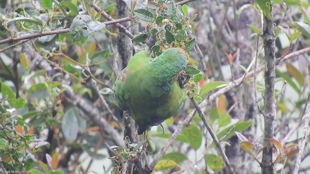 Red-faced Parrot - ML337950201