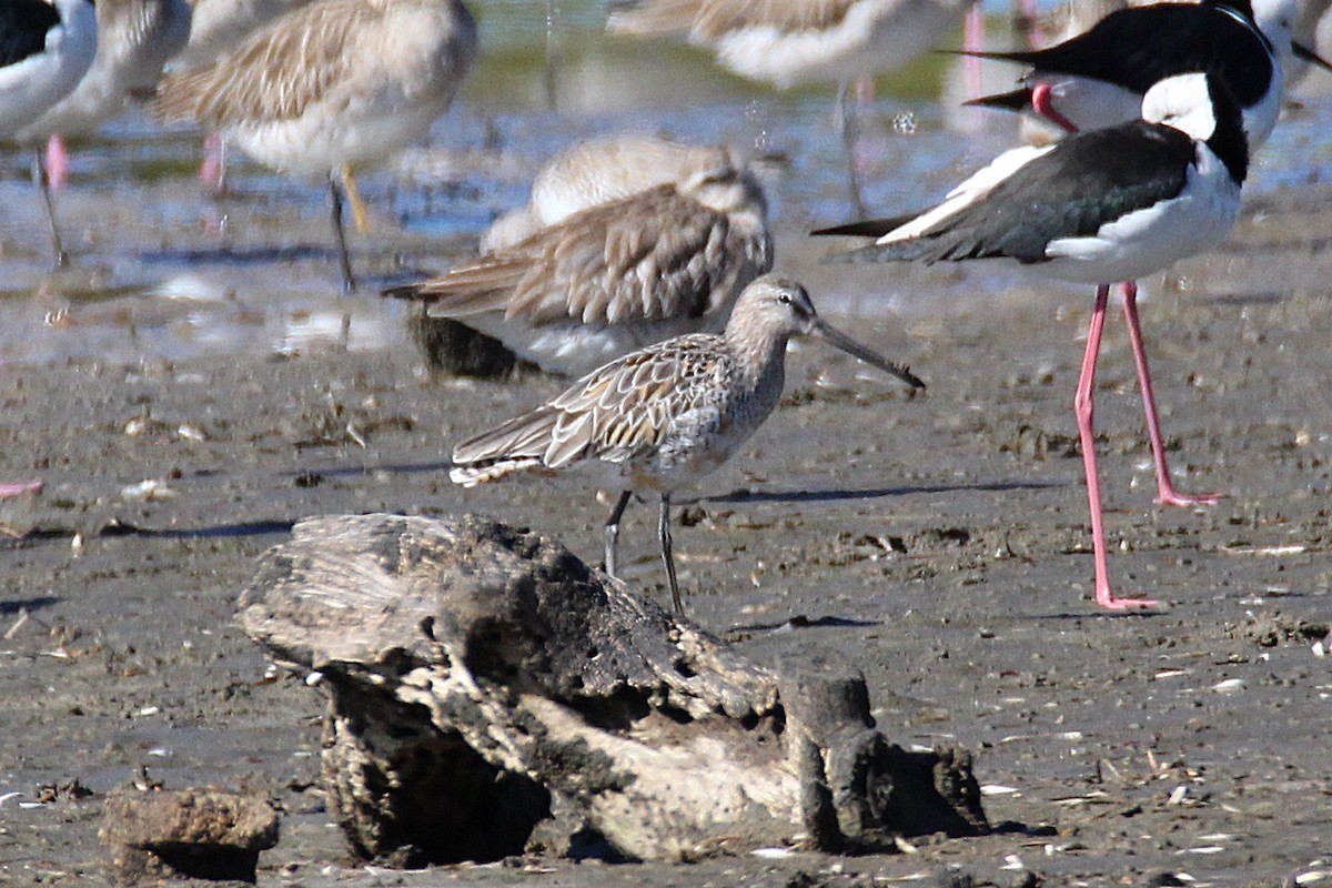 Asian Dowitcher - ML337950951