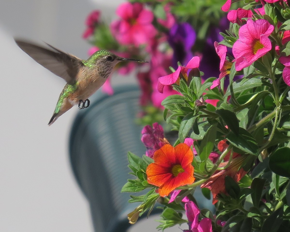 Calliope Hummingbird - ML337951891