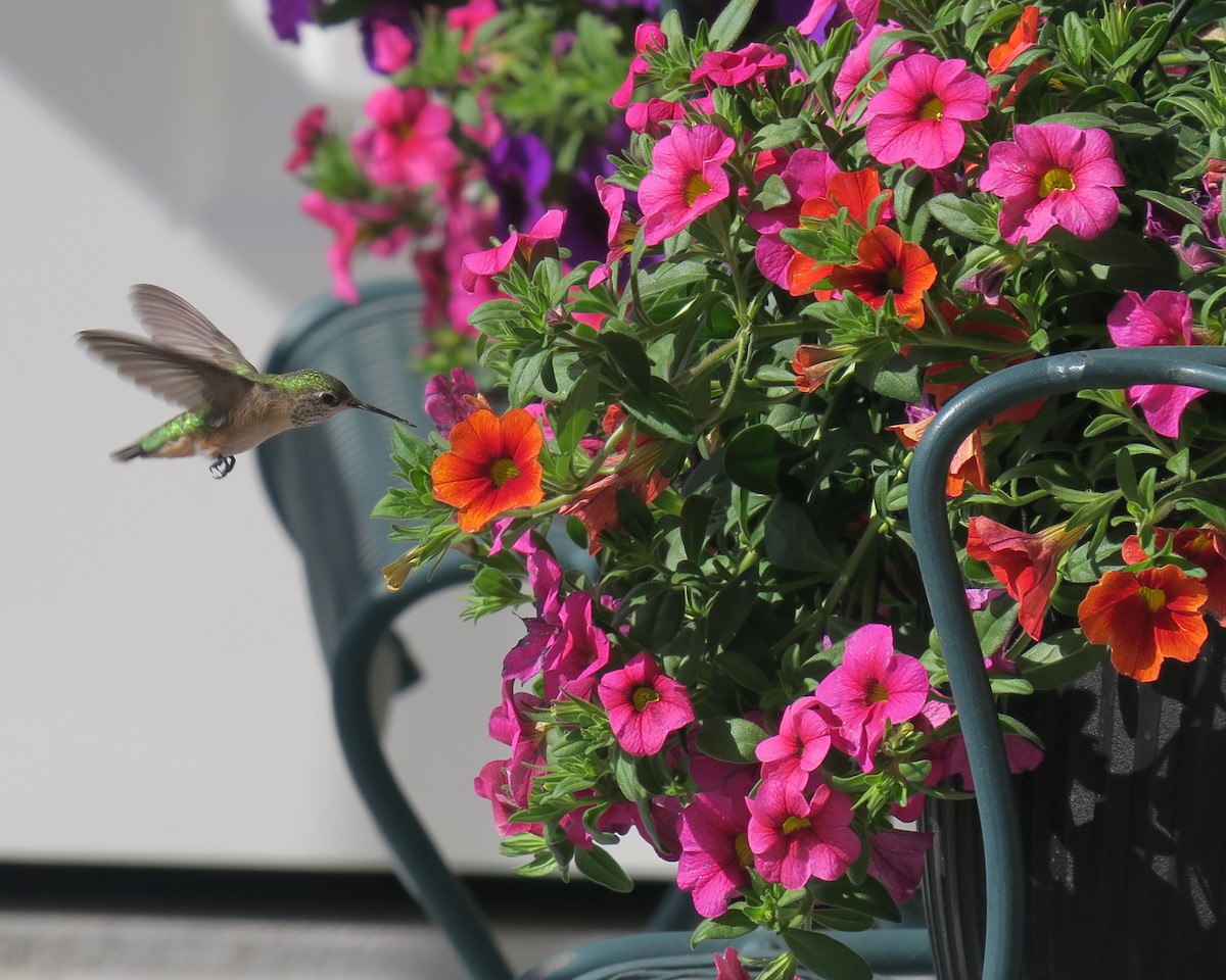Calliope Hummingbird - ML337952161