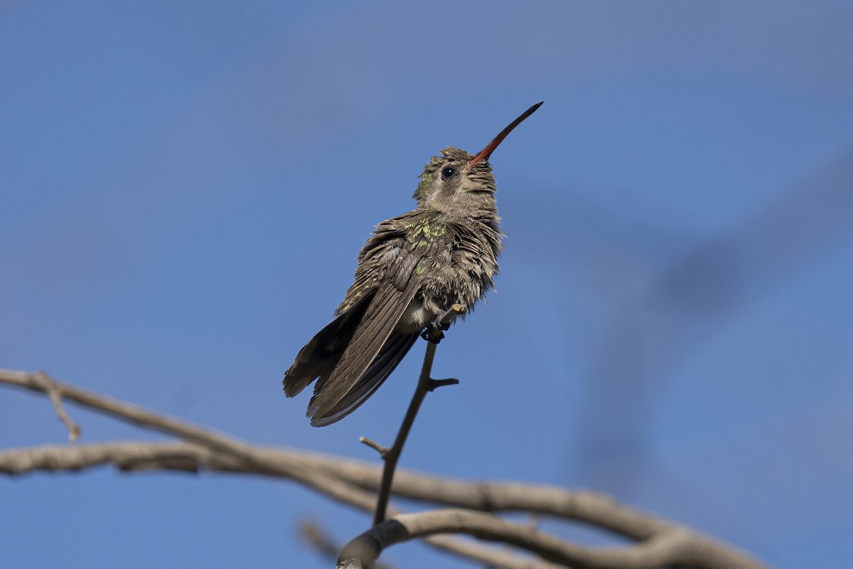 Dusky Hummingbird - ML337952581