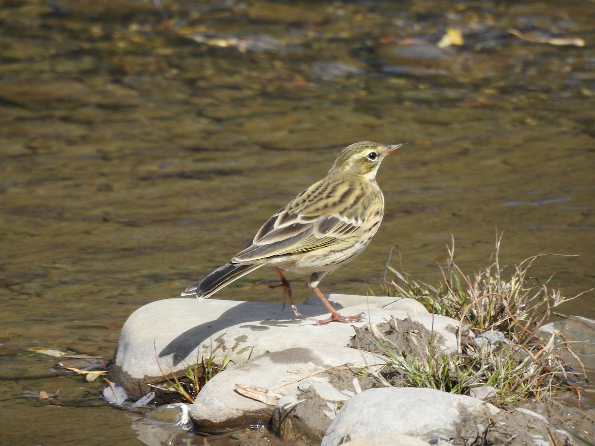 pipit sp. - ML337953321