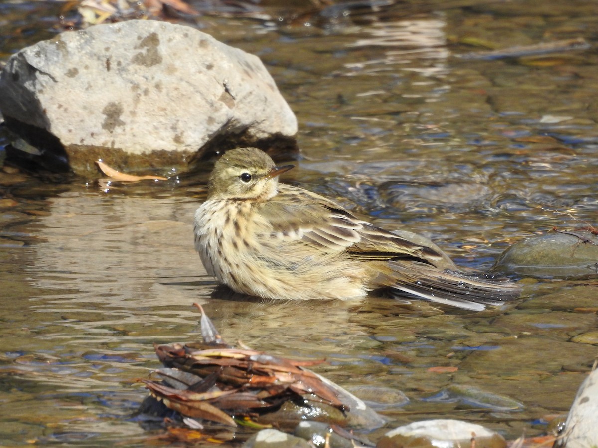 pipit sp. - ML337953331