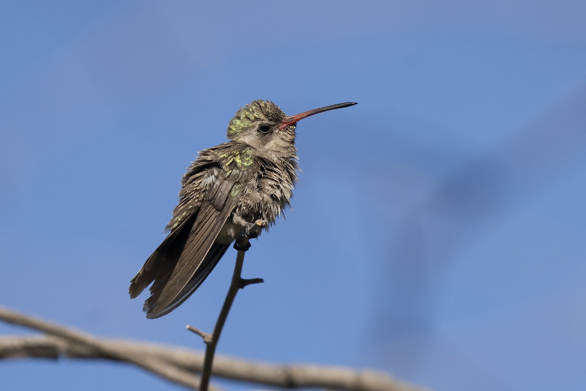 Dusky Hummingbird - Guillermo  Saborío Vega
