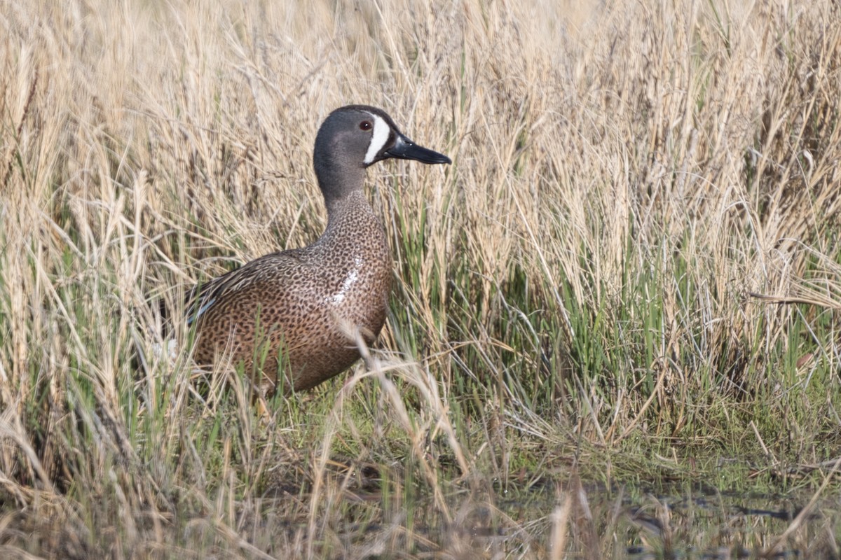 Blue-winged Teal - ML337960251